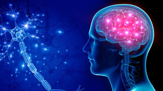 cerebro cerebro