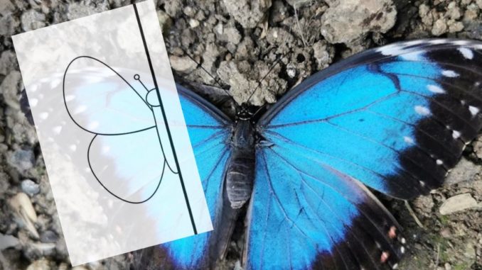 dibujos simetricos dibujos simetricos