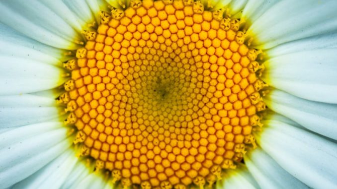 flor flor detalle