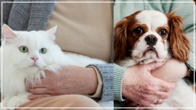 perros o gatos perros o gatos
