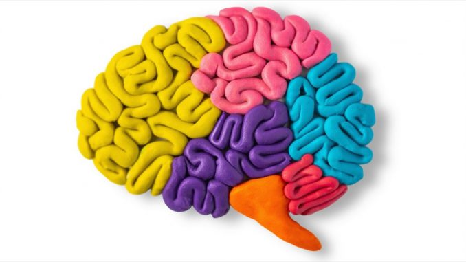 cerebro cerebro