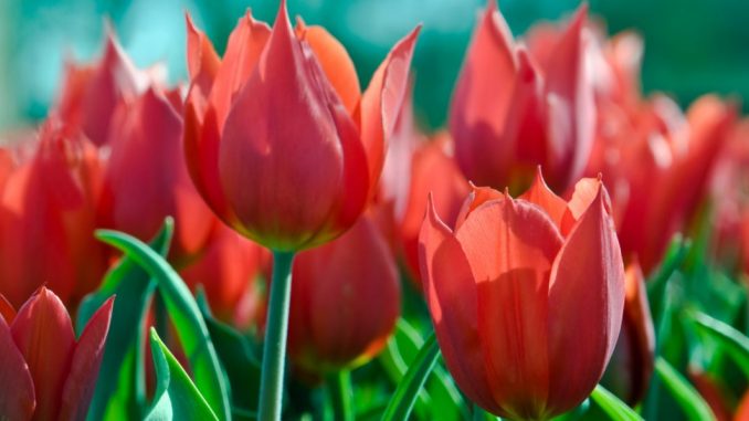 tulipan parkinson tulipan parkinson