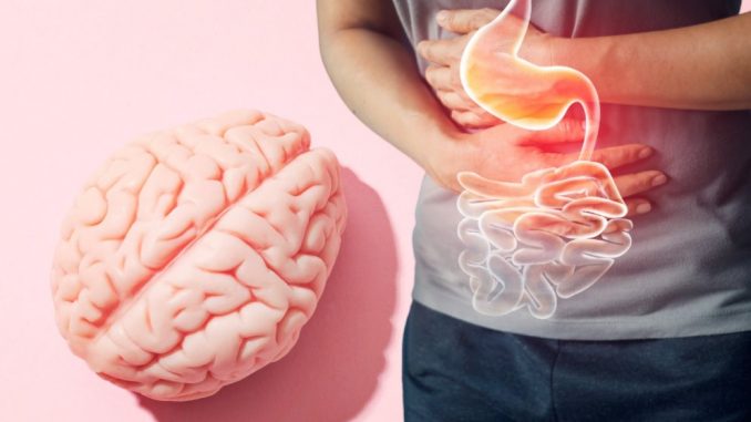 cerebro e intestino cerebro e intestino