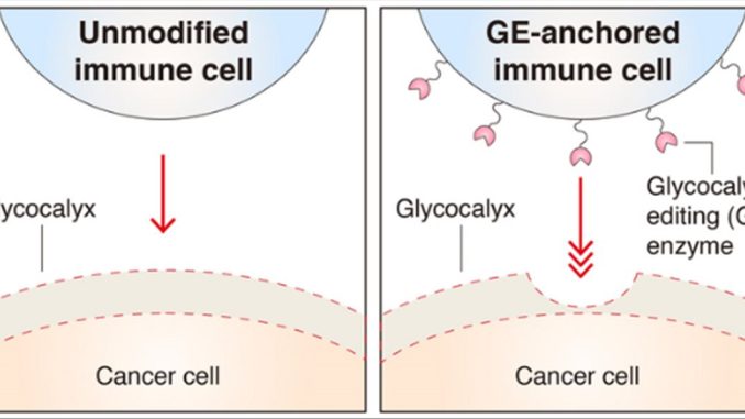 celula cancerígena celula cancerígena