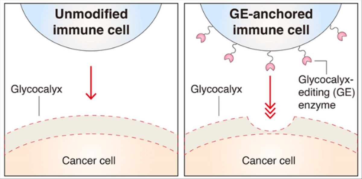 celula cancerígena